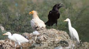  जीवों के लिए प्राकृतिक ध्वनियां अत्यंत महत्वपूर्ण