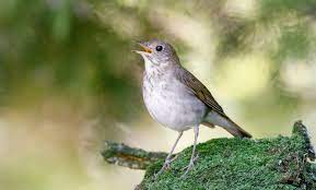 पक्षियों का वास, बचाने की आस