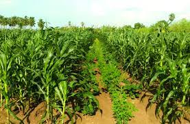 प्राकृतिक खेती 