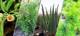 औषधीय की खेती