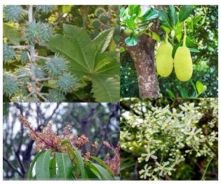 स्वदेशी चिकित्सा पौधा 