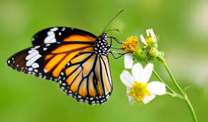 तितलियाँ एक ऐसे रहस्य की रक्षा करती हैं जिसने उन्हें 250 मिलियन वर्षों से अपरिवर्तित रखा है