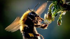 पानी के भीतर कई दिन तक जिंदा रह लेते हैं भौंरे, नई स्टडी के नतीजों से विज्ञान की दुनिया में हलचल