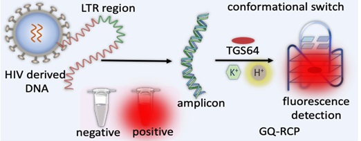 फ्लोरोजेनिक जांच के उपयोग से एचआईवी जीनोम की स्पष्ट पहचान की नई तकनीक विकसित