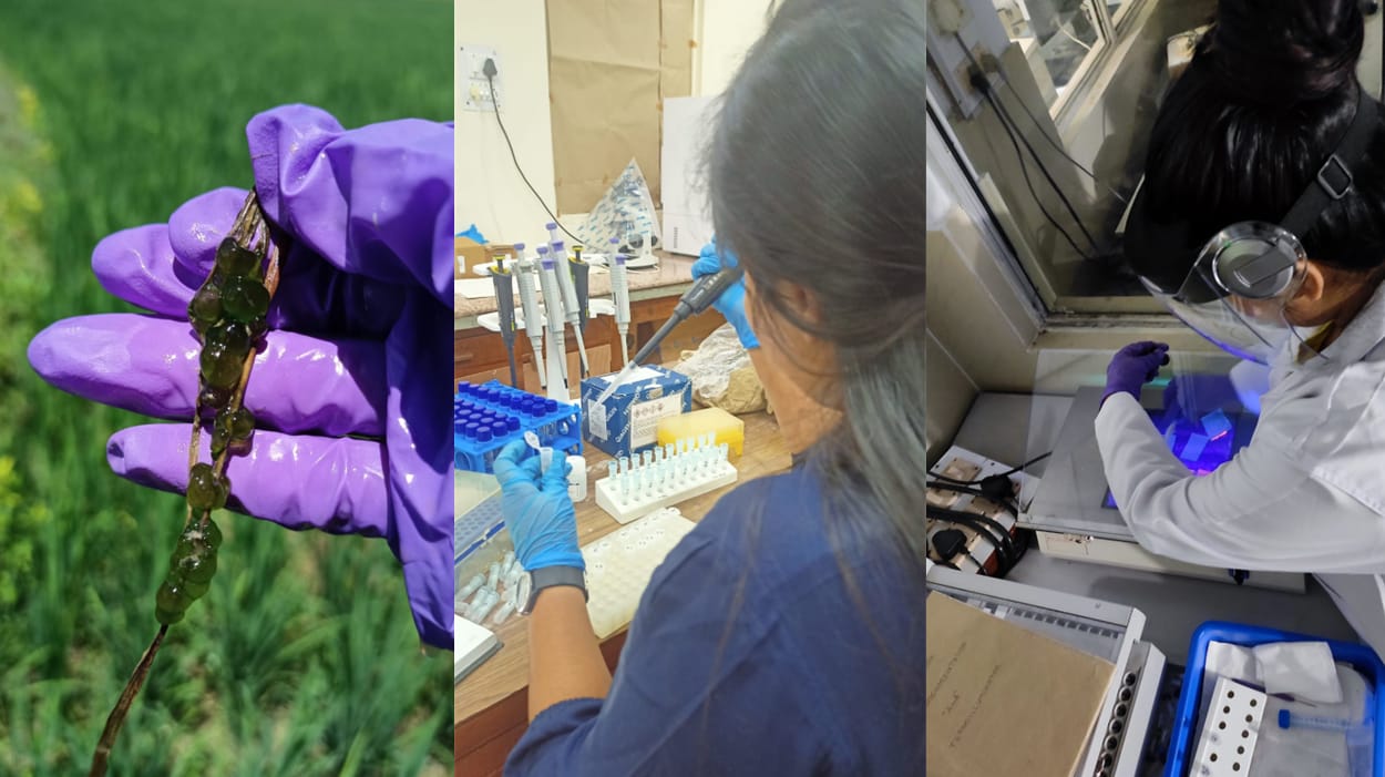 बीएचयू  शोध टीम ने देश में साइनोबैक्टीरिया की नौ नई प्रजातियों की पहचान की