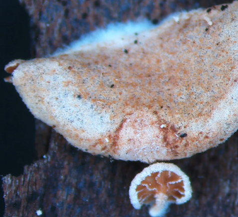 बीएचयू वनस्पति विज्ञान विभाग की शोध टीम ने एक नई कवक प्रजाति खोजा