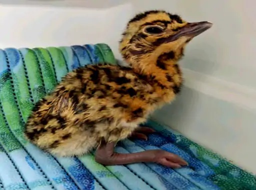  जैसलमेर में एआई तकनीक से जन्मा तीसरा गोडावण: भारत बना दुनिया का पहला देश, गोडावणों की संख्या पहुंची 55