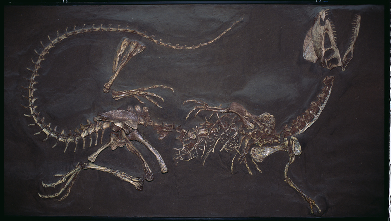 एरिज़ोना के जीवाश्मों से डायनासोर के युग के आरंभ में परिवर्तनशील पारिस्थितिकी तंत्र का पता चलता है