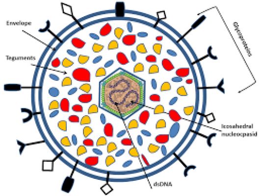 Herpesvirus infection may increase the risk of developing diabetes