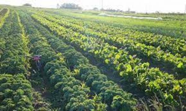 भूमि की उर्वरा शक्ति वापस लाने के लिए जरूरी है प्राकृतिक खेती