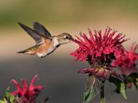  पौधों की सेहत पर भारी ओज़ोन प्रदूषण