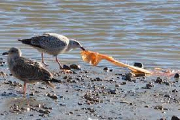 प्लास्टिकोसिस की जद में पक्षियों का जीवन