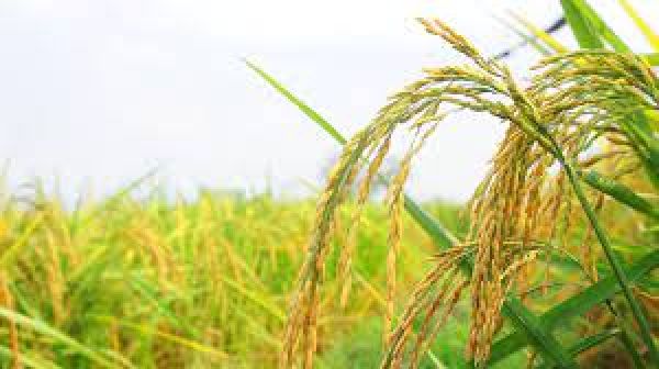  सालों तक उपज देने वाली धान की किस्म