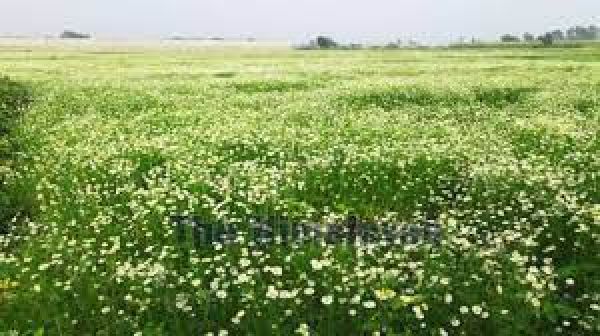 जादुई फूलों की खेती से किसान बदल रहे तकदीर