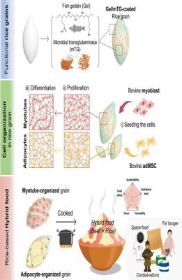  चावल-मांस हाइब्रिड: प्रयोगशाला में बना मांस कोशिका से युक्त चावल