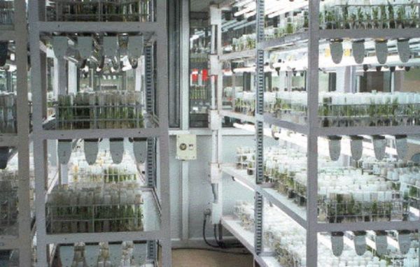 लुप्तप्राय पौधों की प्रजातियों के संरक्षण हेतु क्रायोजेनिक सुविधा की स्थापना के लिए मंजूरी प्रदान की - तमिलनाडु सरकार