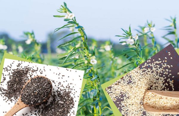 परसौनी कृषि विज्ञान केंद्र में तिल की खेती को बढ़ावा देने के लिए किसानों को मिला प्रशिक्षण