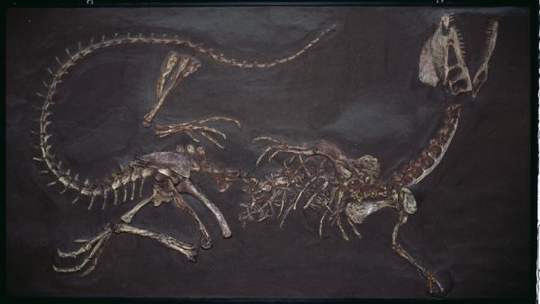 एरिज़ोना के जीवाश्मों से डायनासोर के युग के आरंभ में परिवर्तनशील पारिस्थितिकी तंत्र का पता चलता है