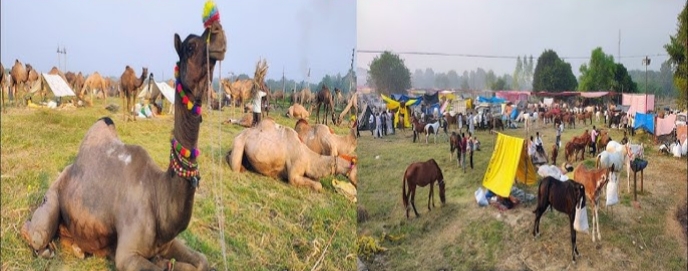 आगरा के बटेश्वर मेले में पहुंचे शानदार घोड़े, कीमत ऐसी कि लग्जरी गाड़ियां भी फीकी