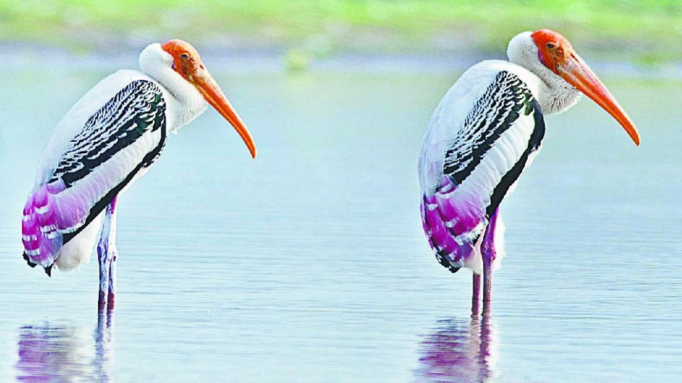 मुल्कों की सरहदों को लांघ कर सैलानी परिंदे पहुंचे आगरा की चंबल बर्ड सैंक्चुअरी, कड़कड़ाती ठंड में इन पक्षियों के कलरव से सेंचुरी का माहौल बना रोमांचकारी