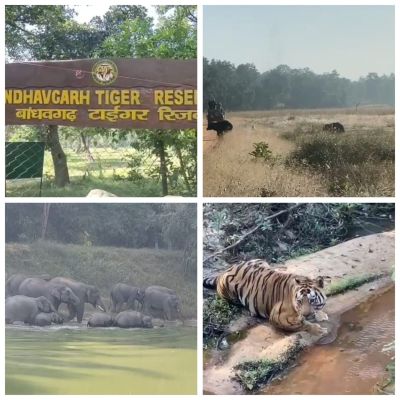 बांधवगढ़ टाइगर रिजर्व में इन दिनों जंगली हाथी, भालू , बाघ बने आकर्षण का केन्द्र