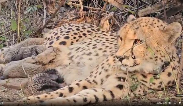 चीता प्रोजेक्ट को ऐतिहासिक उपलब्धि : मप्र के कूनो में भारतीय मूल की मादा चीता &lsquo;मुखी&rsquo; ने दिया 5 शावकों को जन्म
