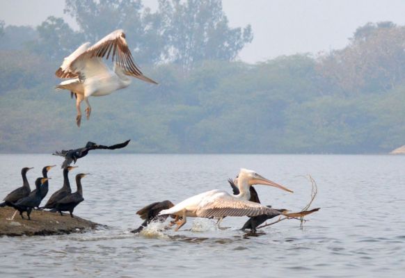 आगरा -दूर देशों से हजारों किलोमीटर का सफर तय कर आगरा की कीठम झील पहुंचे सैलानी परिंदे
