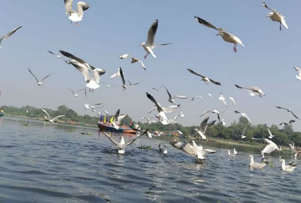 सर्दियों की सुबह, धुंध और सैकड़ों पक्षी: यमुना घाट की खासियत